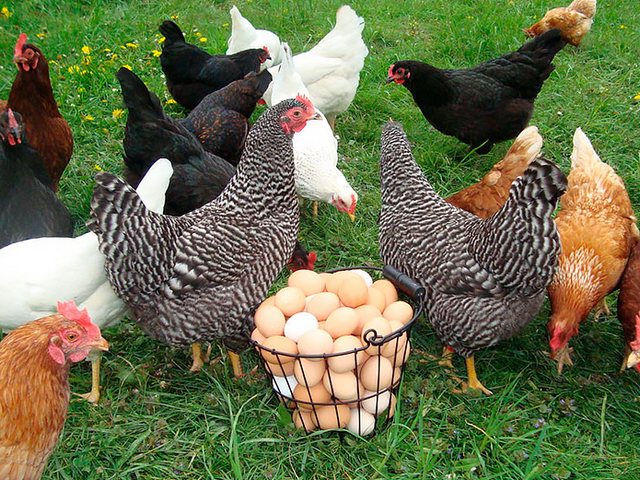 Содержание кур и уход за ними | ЗооТом - продажа, вязка и услуги для животных в Талдоме