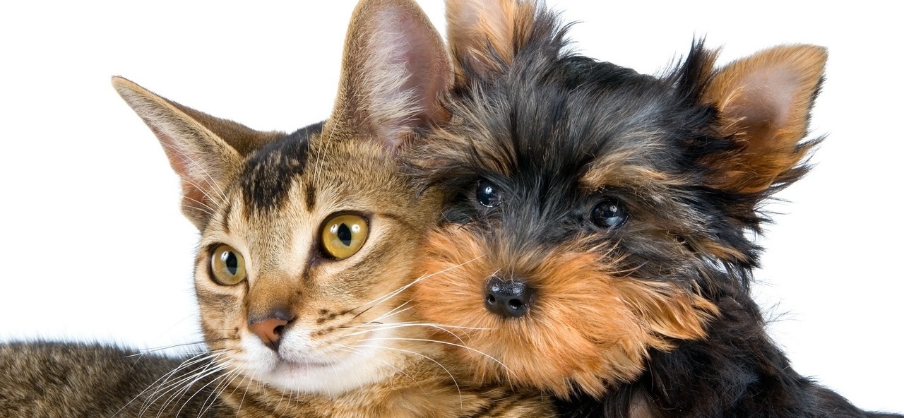 Доска объявлений о животных | ЗооТом - продажа, вязка и услуги для животных в Талдоме