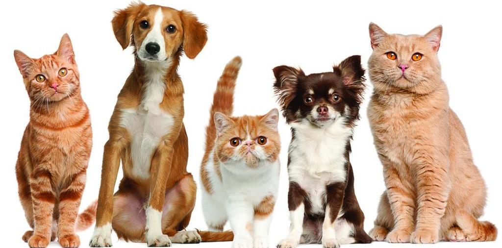 Доска объявлений о животных | ЗооТом - продажа, вязка и услуги для животных в Талдоме