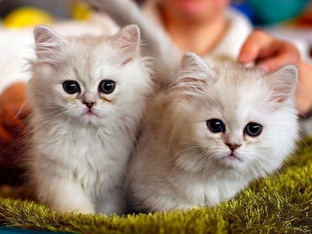 Породы кошек в Талдоме | ЗооТом портал о животных