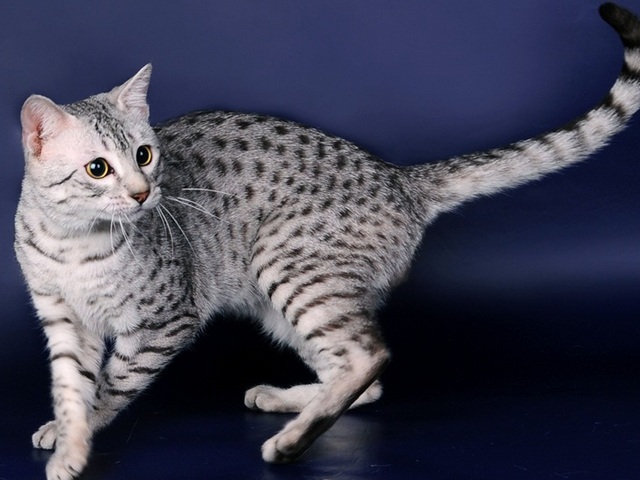Породы кошек в Талдоме | ЗооТом портал о животных