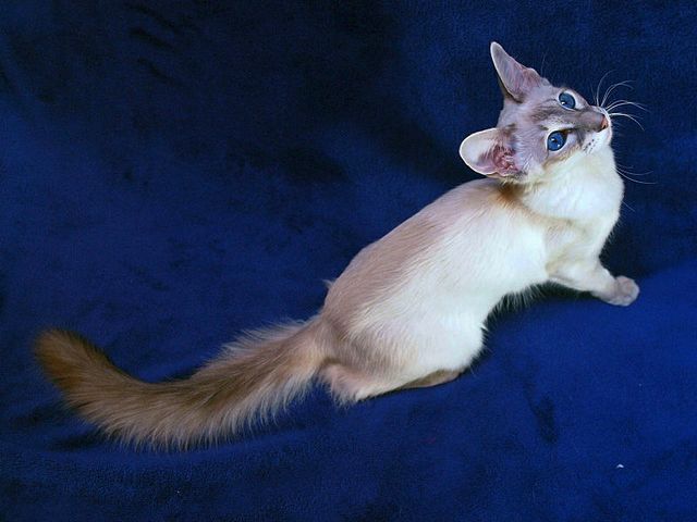 Выведенные породы кошек в Талдоме | ЗооТом портал о животных