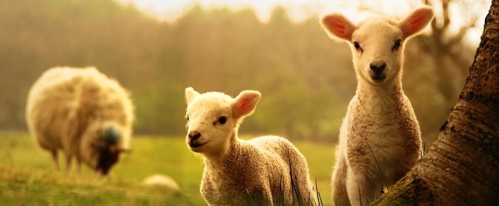 Объявления о сельскохозяйственных животных | ЗооТом - продажа, вязка и услуги для животных в Талдоме