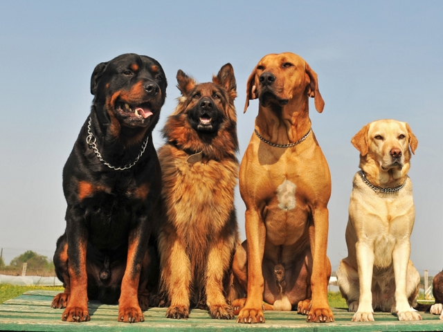 Крупные породы собак в Талдоме | ЗооТом портал о животных